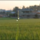 풀잎사랑 이미지