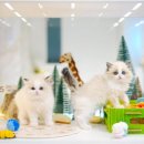 골든스웨터 캐터리 이미지