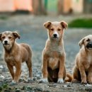 루원 센트럴 동물의료센터 이미지