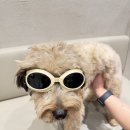 포도독 | 예은동물병원 독피트니스 후기