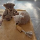 두리애견용품 이미지