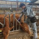 보은염소농장 이미지