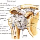관절 생리학 shoulder joint의 기능해부 이미지