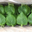 군유 농장 이미지