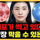 하버드 의대 충격 발표 암과 치매를 부르는 몸속 시한폭탄 노화의 진실 이미지
