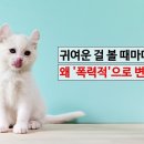 정품샵 이미지