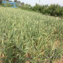 동강농장 이미지