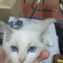 블럭비즈몬