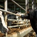 인제목장 이미지