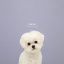 릴리리독 이미지