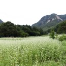 메밀꽃피면 이미지