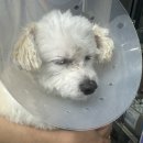 리본 동물병원 이미지