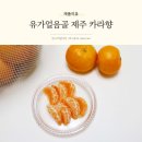 유가농장 | 제주 카라향 산지직송 달콤함 그대로 유가얼음골
