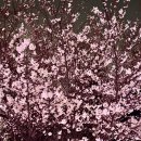 구덕문화공원(인공폭포 앞) | 벚꽃보다 더 강렬했다, 수봉공원 스카이워크