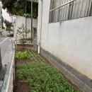 티라한식당 | [하이난 싼야] 티엔야해변 사천요리전문점 #천거사천반점 잡담을 곁들인 식당 후기