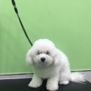 바비애견미용 이미지