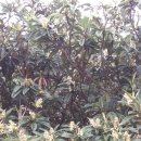 비파나무집 이미지