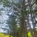 원주 운곡솔바람 숲길 👣 이미지