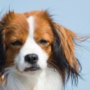 면목동물병원 이미지