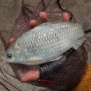 별밤하우스 이미지