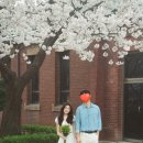김세희웨딩 | [💍Wedding ⑭ 벚꽃 필름 웨딩스냅 후기 (히로필름)]