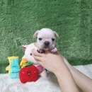 강아지분양 더펫 | 목포강아지분양 펫왕국 후기