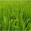 원오교 파크골프장 이미지