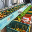 강원한우농장 이미지