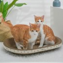 멍냥이노리터 이미지