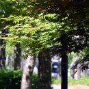 청주가로수길 이미지