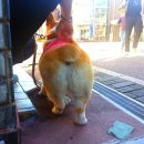 멍멍이냥 이미지