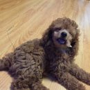 코디애견샵 이미지