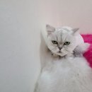 우아한개 이미지