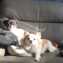 알콩달콩 펫살롱 이미지