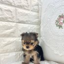 오독안심분양센터 강아지분양 고양이분양 시흥점 이미지