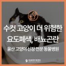 이한메디칼 | 고양이 요도폐색으로 인한 배뇨곤란, 수컷 고양이가 특히 위험한 이유 - 울산 고양이 신장 전문 동물병원