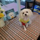 오렌지독하우스 이미지