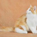 Gaudeas Cattery 이미지