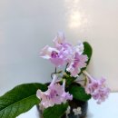 스프링폴 이미지