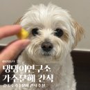 댕슐랭 수제간식 연구소 | 강아지 가수분해 간식추천 강아지연구소 수제간식 단호박 트릿 내돈내산 후기