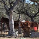 해솔목장 이미지