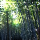 죽림4로 이미지