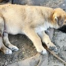 24시 수 동물메디컬센터 이미지