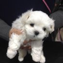 한솔동물병원 이미지