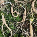 추구농장 | 한국기행 발효식탁 영덕 깻잎김치 농장 정보 및 주문