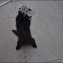 더 반려 강아지분양 고양이분양 잠실본점 이미지