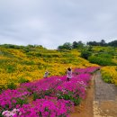 라벤더 Daum카페