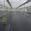 남진만농장 이미지