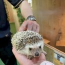 알프스애견 이미지