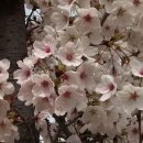 4월 9일 오늘의 탄생화 벚나무 이미지